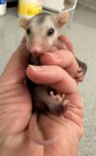 Orphaned opossum at admit into care
