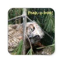 Peek a boo owl