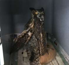 Great horned owl when admitted