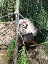 Nestling great-horned owl