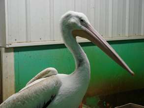 White Pelican in pool habitat