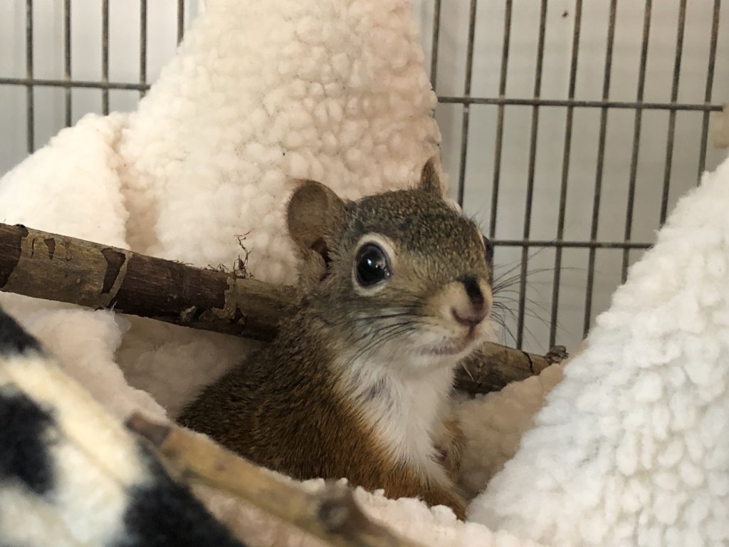 Fellow Mortals--Compassion Changes Everything