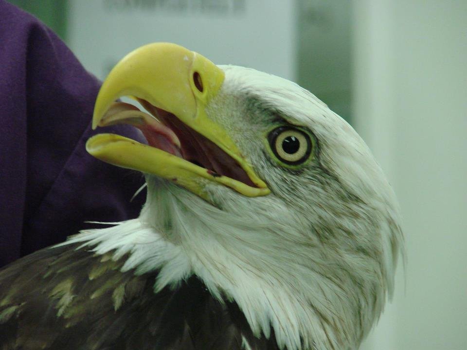 Injured bald eagle