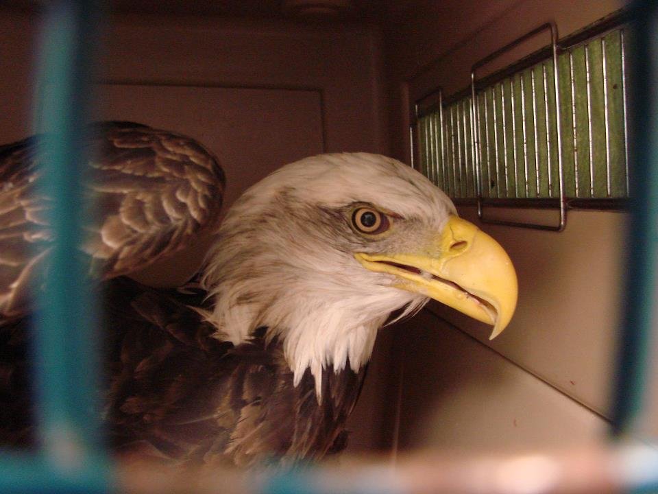Injured bald eagle