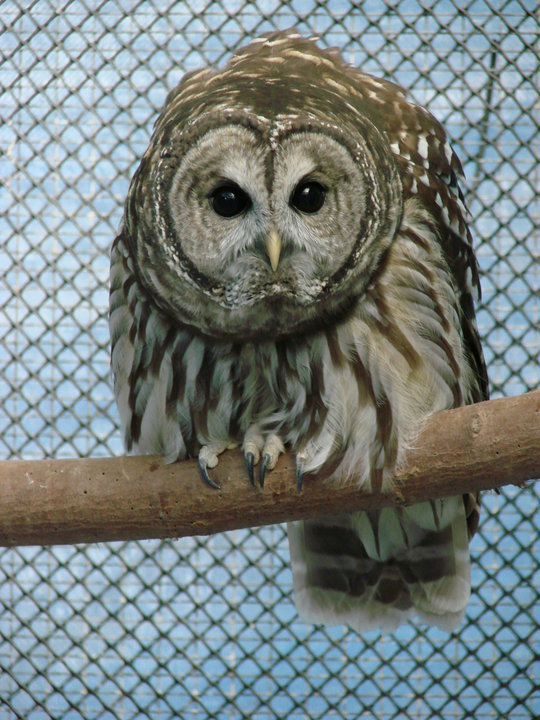 Barred Owl