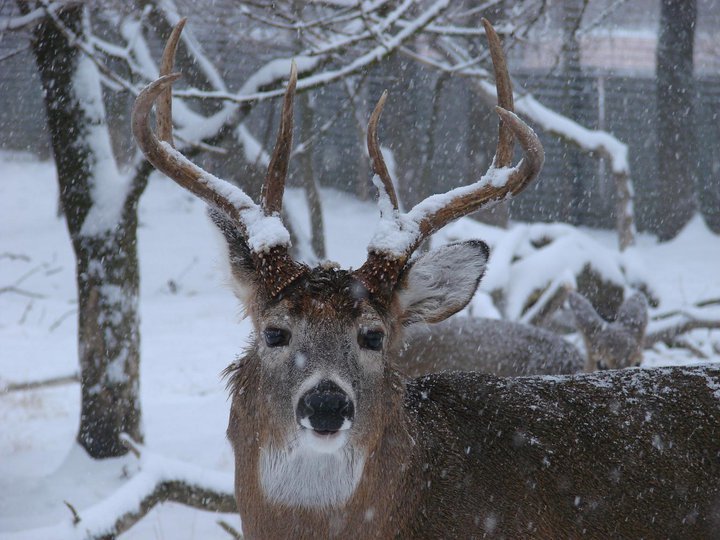 White tailed deer