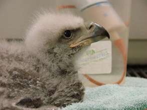 Baby bald eagle