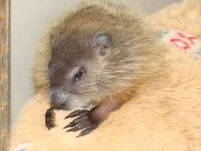 Orphaned woodchuck