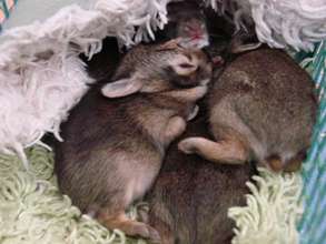 Orphaned cottontail rabbits
