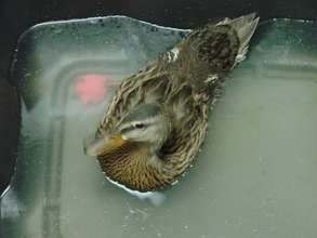 Female Duck