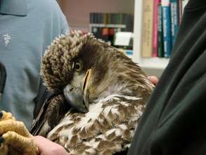 Immature Eagle