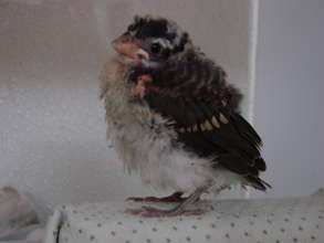 Fledgling Rose-breasted grosbeak