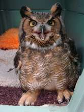 Great horned owl