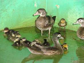 Wood ducks and ducklings