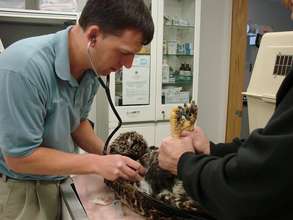 Volunteer veterinarian with injured eagle