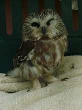 Saw whet owl