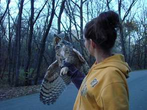 Great horned owl release day