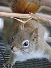 Red Squirrel