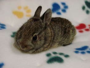 Baby cottontail rabbit