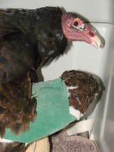 Turkey Vulture