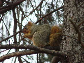 Fox Squirrel released after rehabilitation