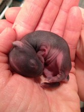 Day old Eastern Cottontail rabbit