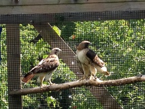 Red-tailed Hawks on the day of Release