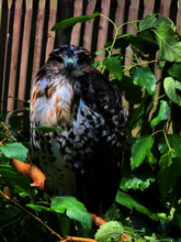 Red tail hawk, recovered from West Nile virus