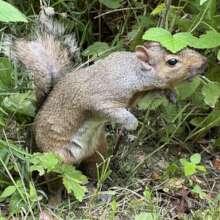 Release day, squirrel recovered from head trauma