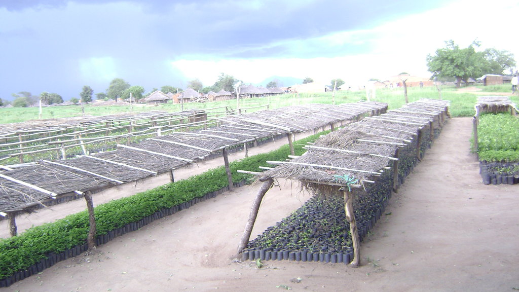 community of pangang to be saved by agroforestry