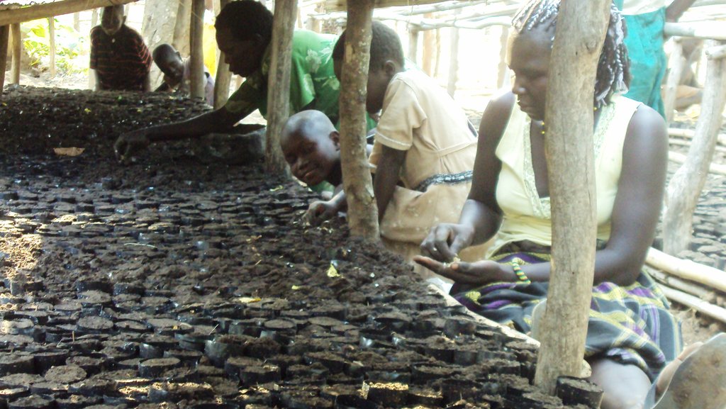 community of pangang to be saved by agroforestry