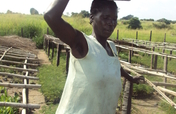 community of pangang to be saved by agroforestry