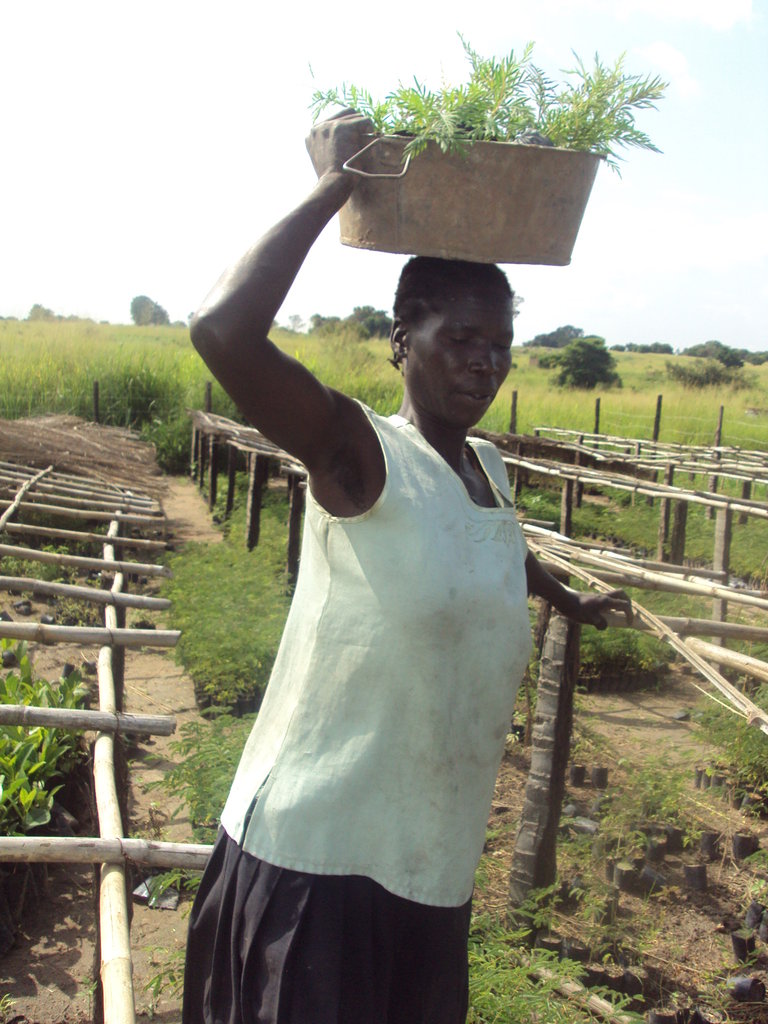 community of pangang to be saved by agroforestry