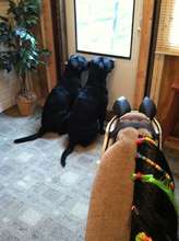 Tank and Blackberry in the therapy room