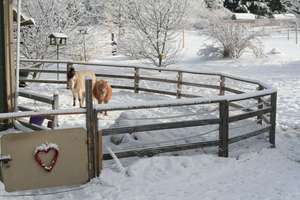The Ponies