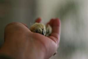 Chicks!