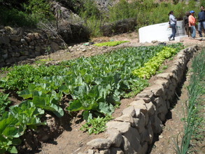 A home garden: an important source of nutrition