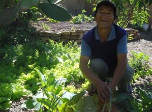 Older farmer tends his new vegetable field