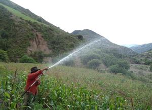 Irrigating crops with harvested rain water