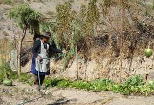 Older woman watering plants