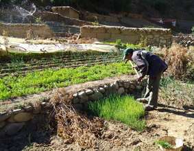 Older farmer tending his irrigated garden