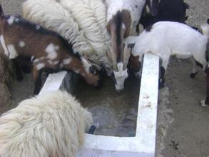 Livestock older farmers are now able to feed