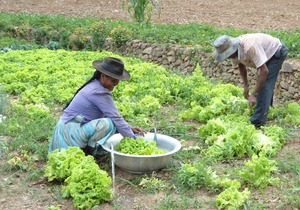 Older people collecting lettuce to prepare a meal