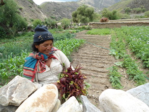 A Tarabuco villager collects beetroots
