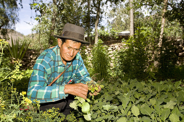 Help older people fight food insecurity in Bolivia