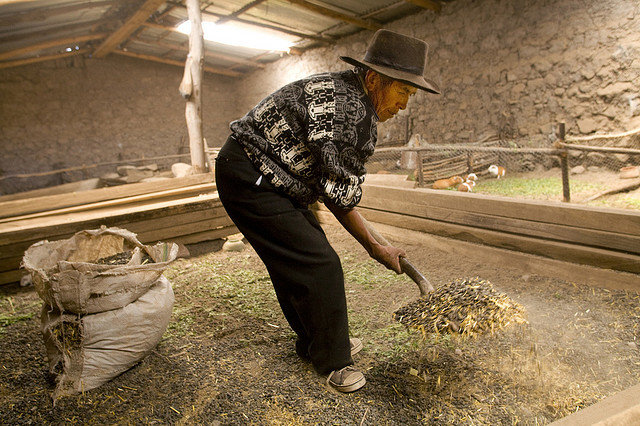 Help older people fight food insecurity in Bolivia