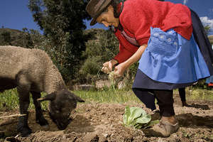 Help older people fight food insecurity in Bolivia