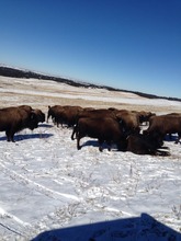 Knife Chief Buffalo Herd