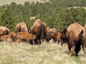 KCBN Buffalo and Calves