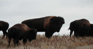 Bison on the Knife Chief Pasture